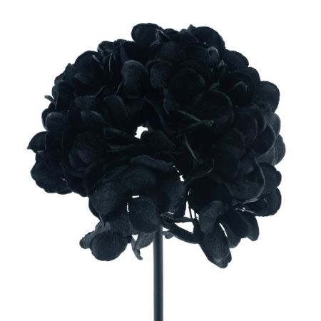Hortensie powder schwarz