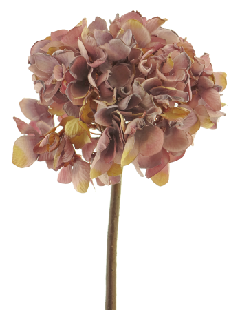 Hortensie purple