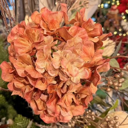 Hortensie rose/coffee