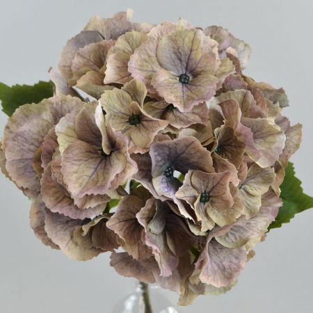 Hortensie taupe
