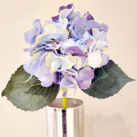 Hortensie violett mit Blätter