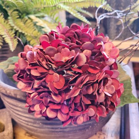 Hortensie weinrot