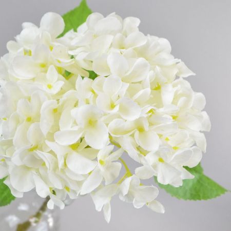 Hortensie weiß