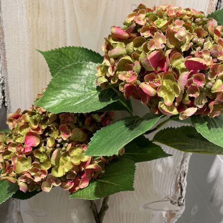 Hortensie x 2 grün/ rot