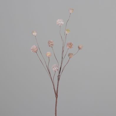 Kugelzweig rosa