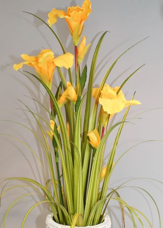 Lilie gelb im Topf 90 cm