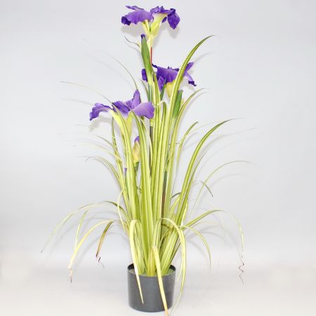 Lilie violett im Topf, 90 cm