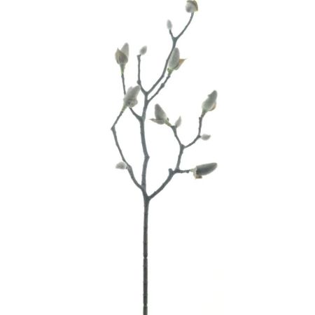 Magnolienzweig nature