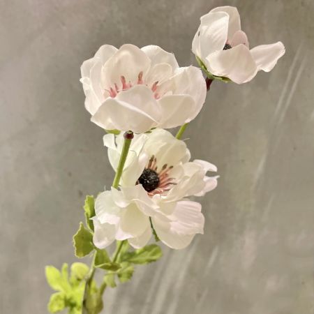Mohnblume cream 