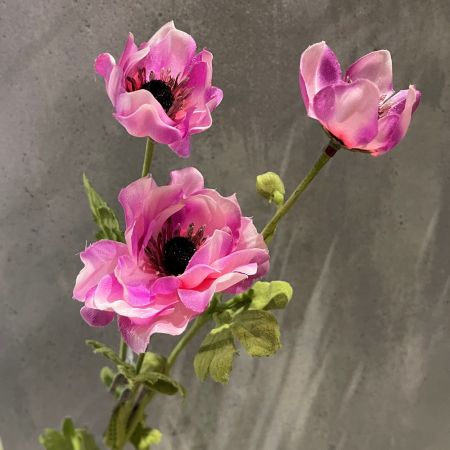 Mohnblume pink