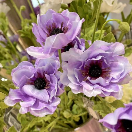 Mohnblume purple
