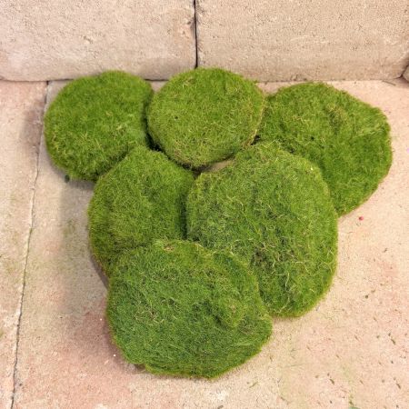 Moos Steine x6 im Polybeutel