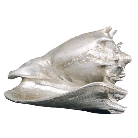 Muschel Ammonit Hilda