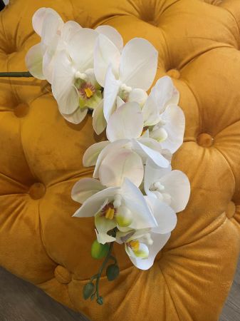 Orchidee creme ohne Blatt