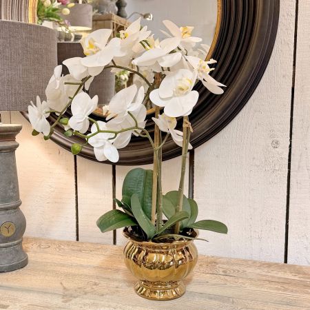 Orchidee im Goldtopf