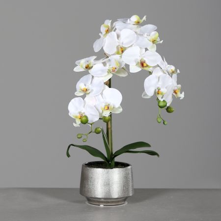 Orchidee im Keramiktopf Silber, creme