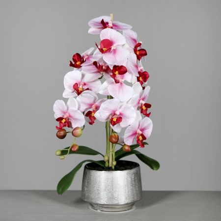 Orchidee im Keramiktopf Silber, weiß-rosa