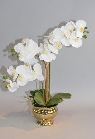 Orchidee im Keramiktopf creme