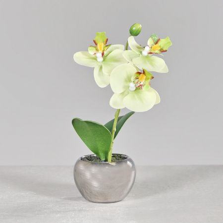 Orchidee im Keramiktopf grün-creme