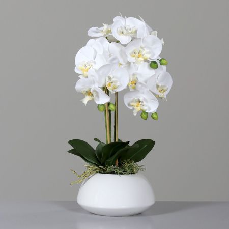 Orchidee im Keramiktopf, weiß
