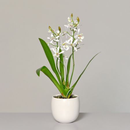 Orchidee im Keramiktopf, weiß-grün