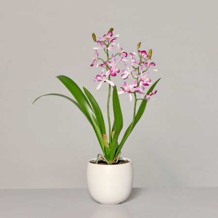 Orchidee im Keramiktopf, weiß-rosa