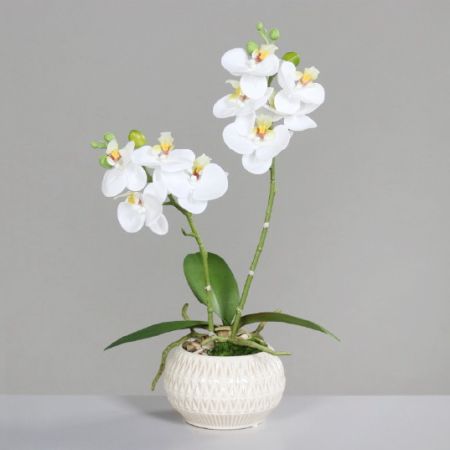 Orchidee im Topf weiß 