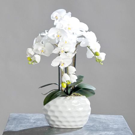 Orchidee im Topf weiß