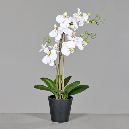 Orchidee im schwarzen Kunststofftopf, cream