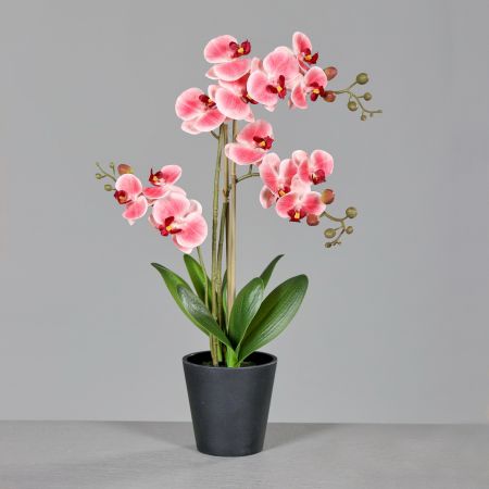 Orchidee im schwarzen Kunststofftopf, rosa