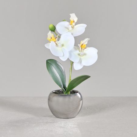 Orchidee im silbernen Keramiktopf cream