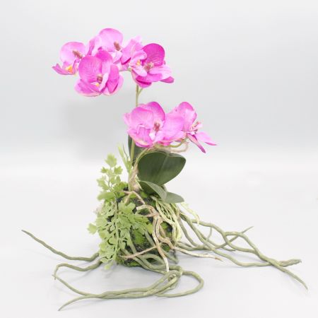 Orchidee mit Moosballen und Wurzeln