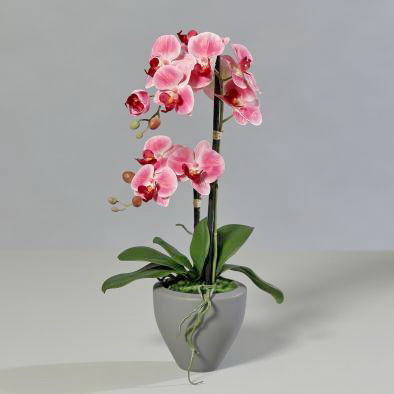 Orchidee rosa im grauen Keramiktopf