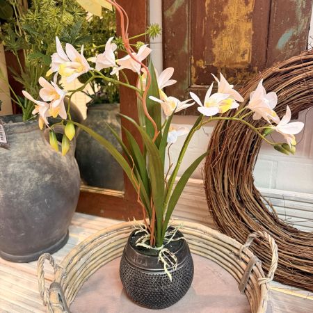 Orchidee weiß im schwarzen Keramiktopf