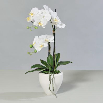 Orchidee weiß im weißen Keramiktopf