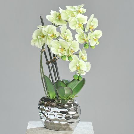 Orchideentraum cream-grün
