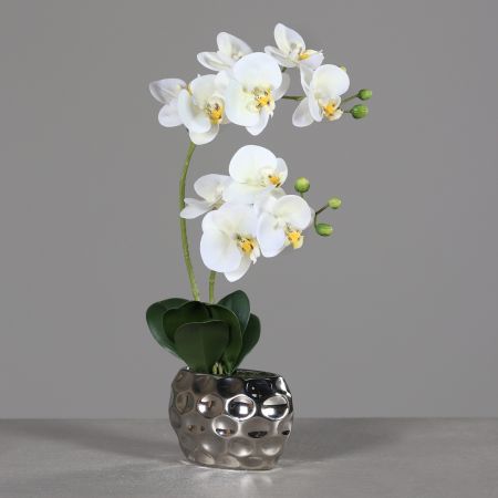 Orchideentraum im Silbernen Keramiktopf, cream