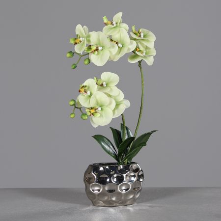 Orchideentraum im Silbernen Keramiktopf, green-cream