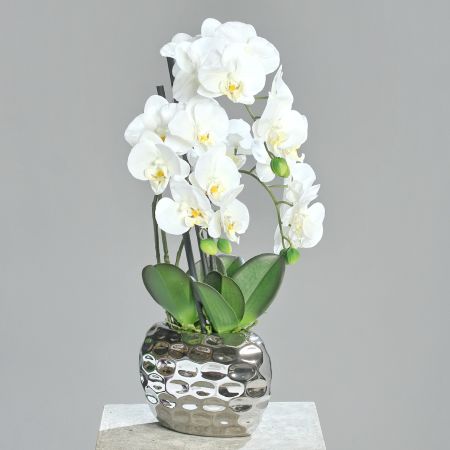 Orchideentraum weiß