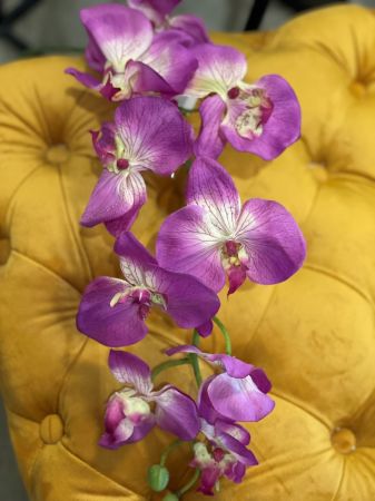Orchideenzweig ohne Blatt, violett