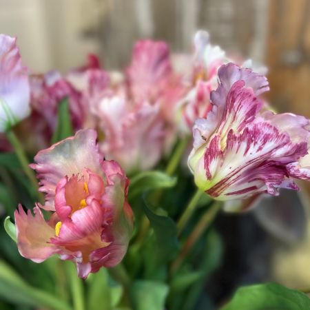 Papageientulpenstrauß weiß/lavendel