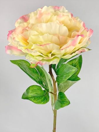 Pfingstrose , Päonie, gelb-Pink