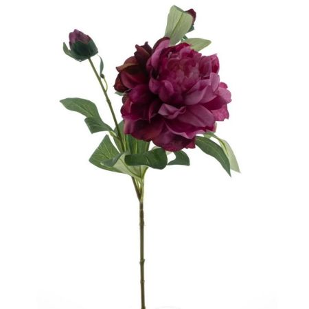 Pfingstrose beauty