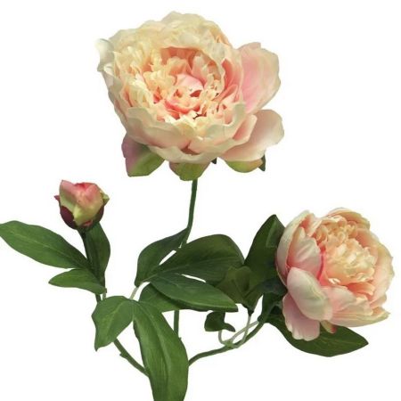 Pfingstrose rosa-cream