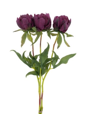 Pfingstrosenbund x3 aubergine