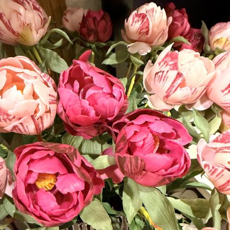 Pfingstrosenbund x3 pink