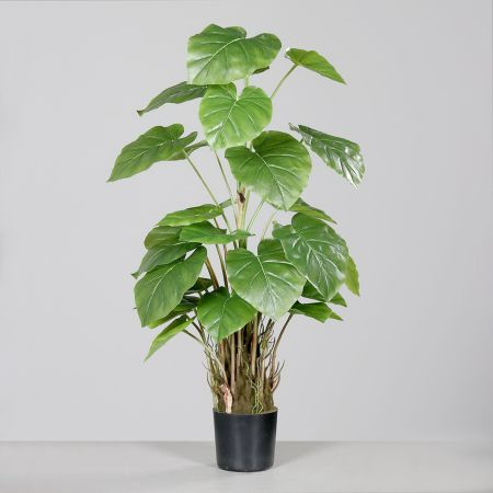 Philodendron Pflanze im Topf