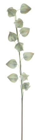 Physalis Zweig grün