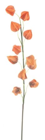 Physalis Zweig orange