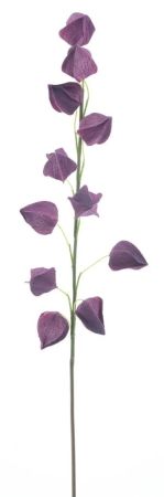 Physalis Zweig purple